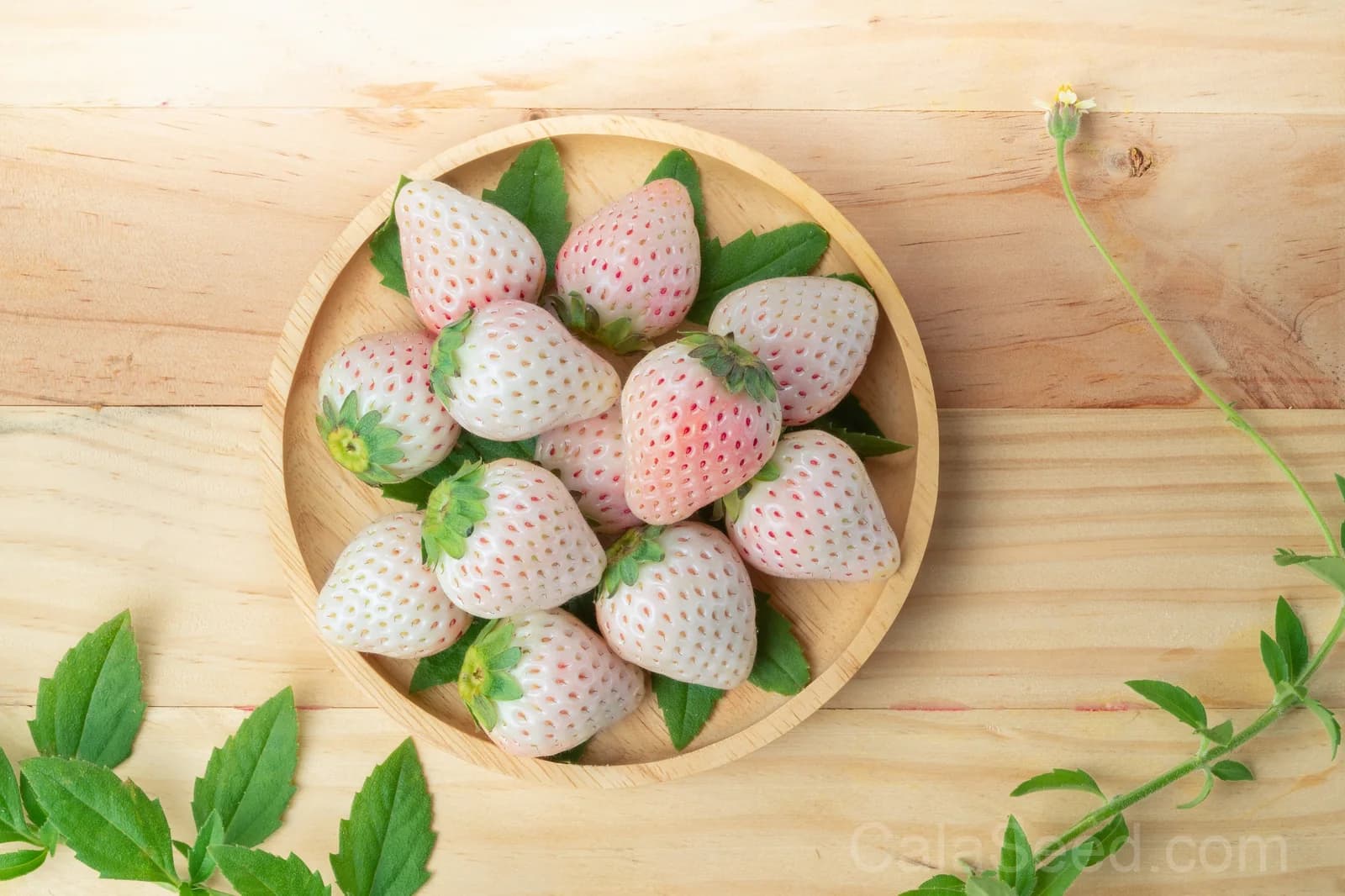 White Soul Strawberry Seeds — Alpine Berry Fragaria Vesca - View 3