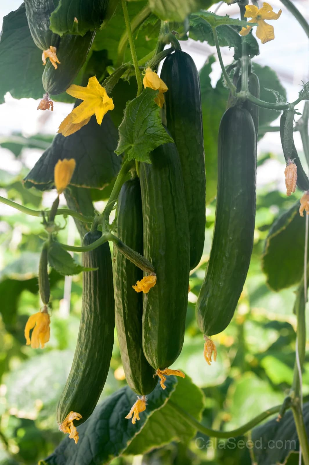 Long Green Improved Cucumber Seeds — High-Yield Slicing Variety - View 8