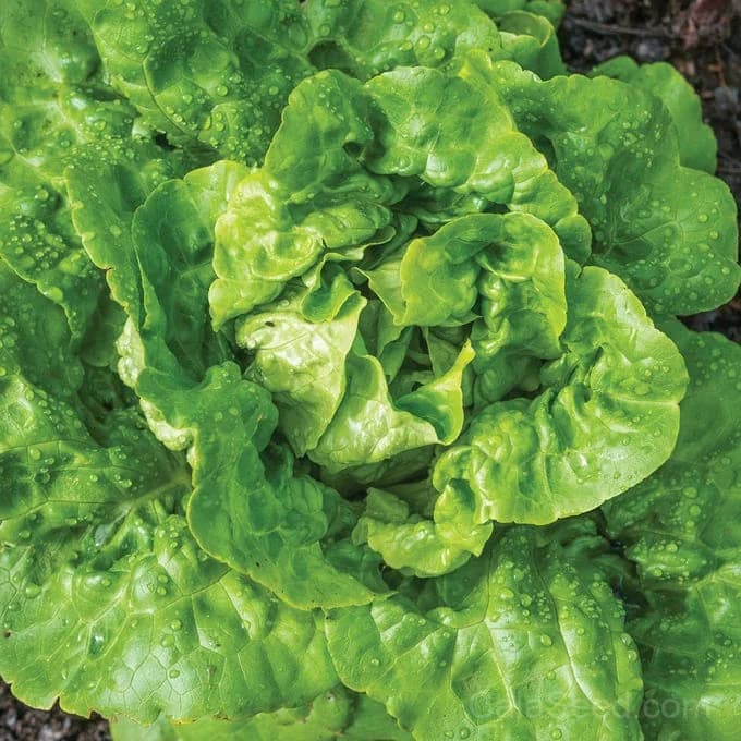 Buttercrunch Lettuce Seeds — Crisp Butterhead Variety - Main