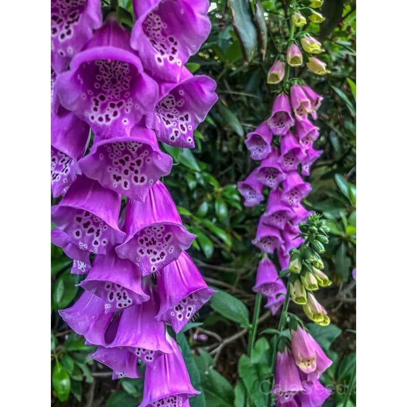Foxy Foxglove Seeds — Vibrant Bell-Shaped Blooms - View 2