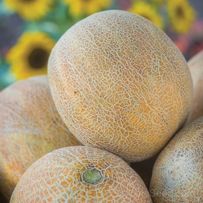 Ambrosia Cantaloupe Seeds — Sweetest Early Melon - Alt