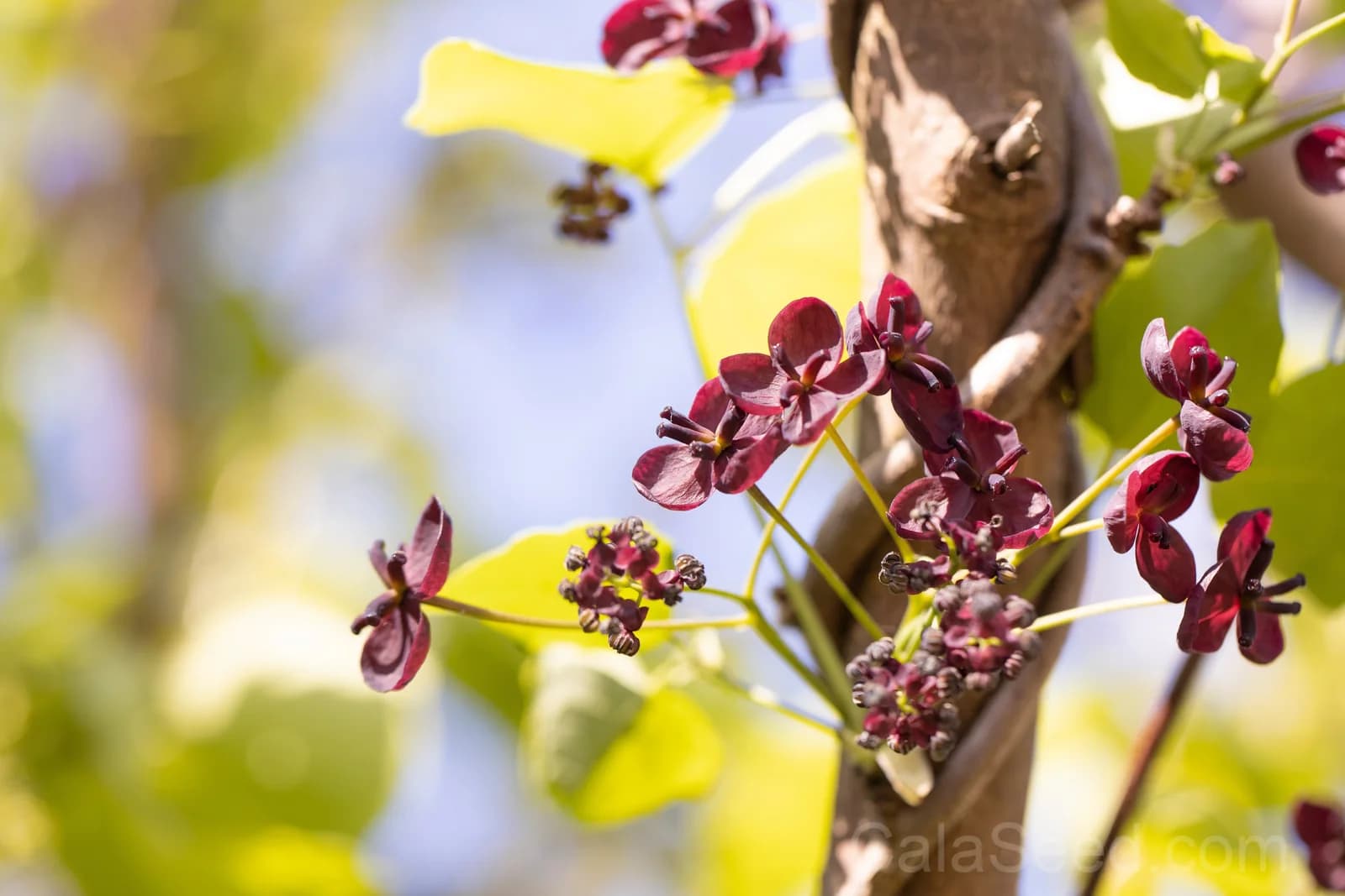Chocolate Vine 'Akebia Trifoliata' Seeds — Edible Ornamental Climber - View 9
