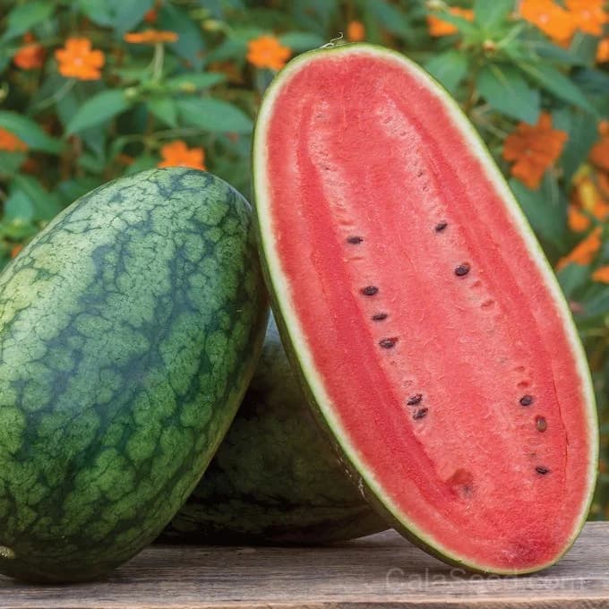 Mama's Girl Watermelon Seeds — Sweet Heirloom Summer Fruit - Main