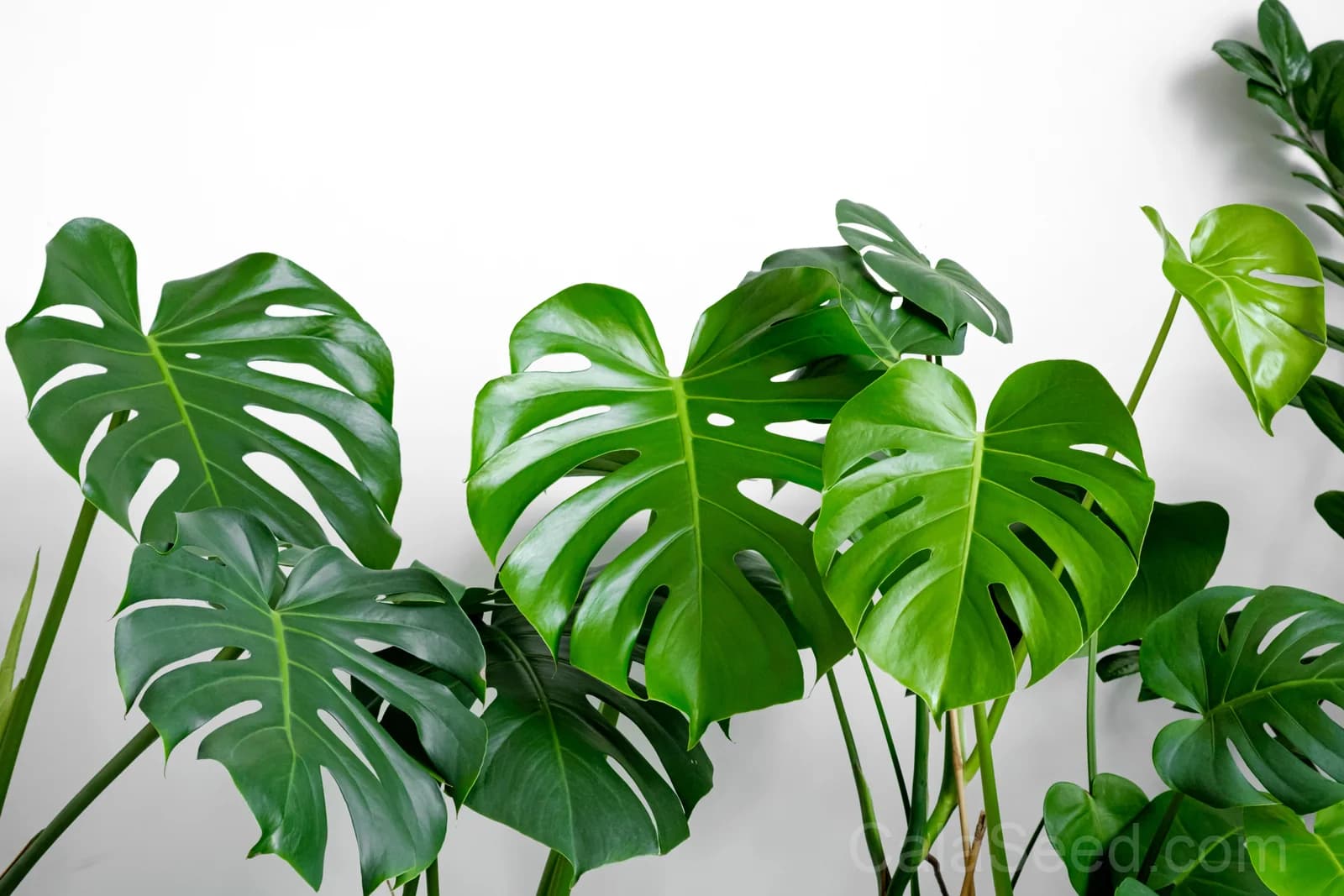 Split Leaf Philodendron 'Monstera Deliciosa' Seeds — Swiss Cheese Vine Plant - View 6