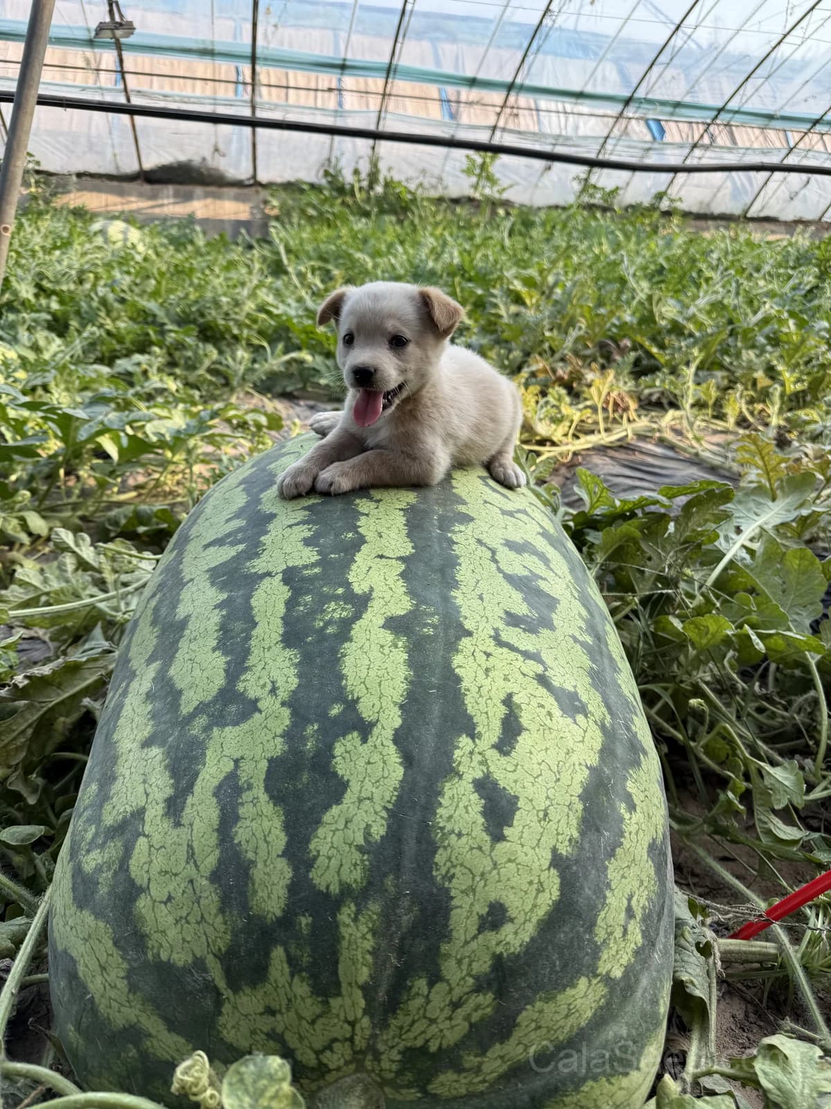 Florida Giant Watermelon Seeds — Cannon Ball Black Diamond Fruit - Main