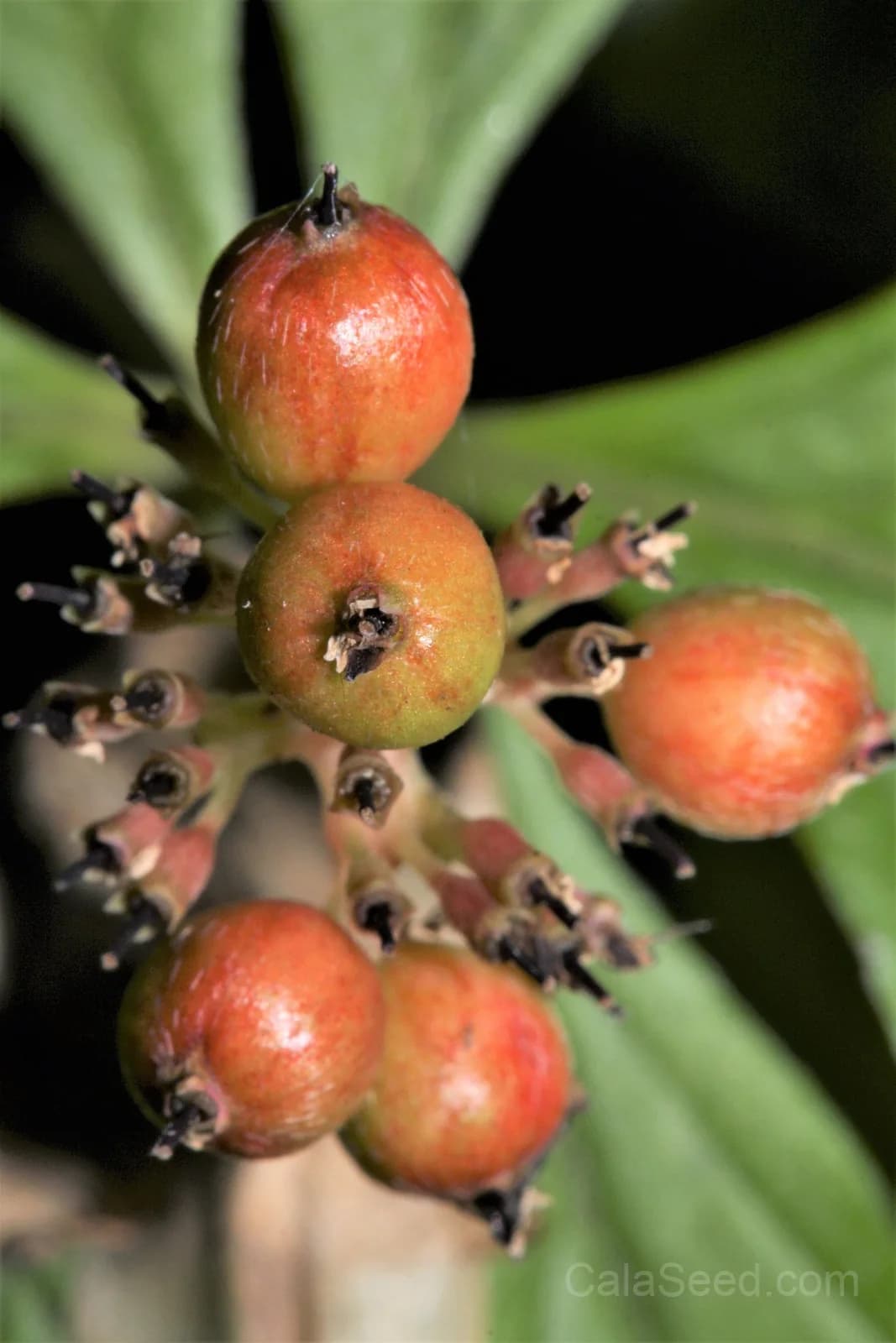 Western Bunchberry 'Alaskan Dogwood' Seeds — Edible Red Berry Groundcover - Main