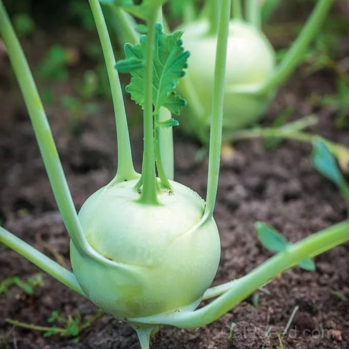 Konan Kohlrabi Seeds — Crisp Purple Bulb Vegetable - Main