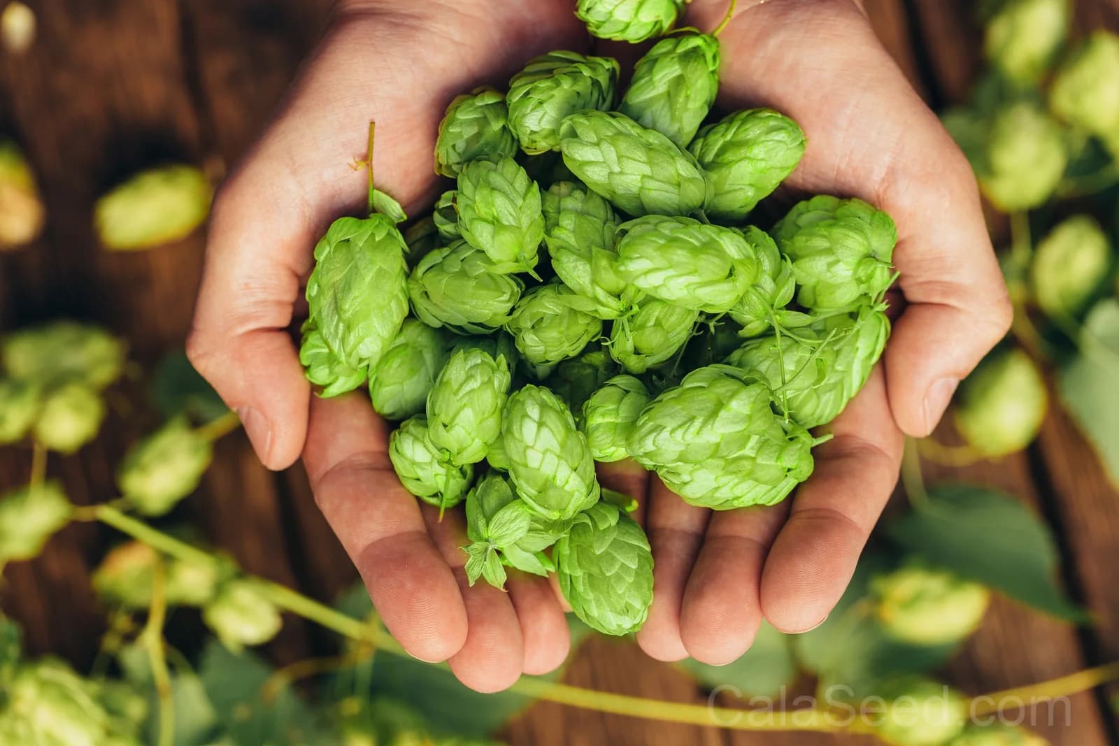 European Hops 'Common' Seeds — Beer Making Vine Ingredient - View 3