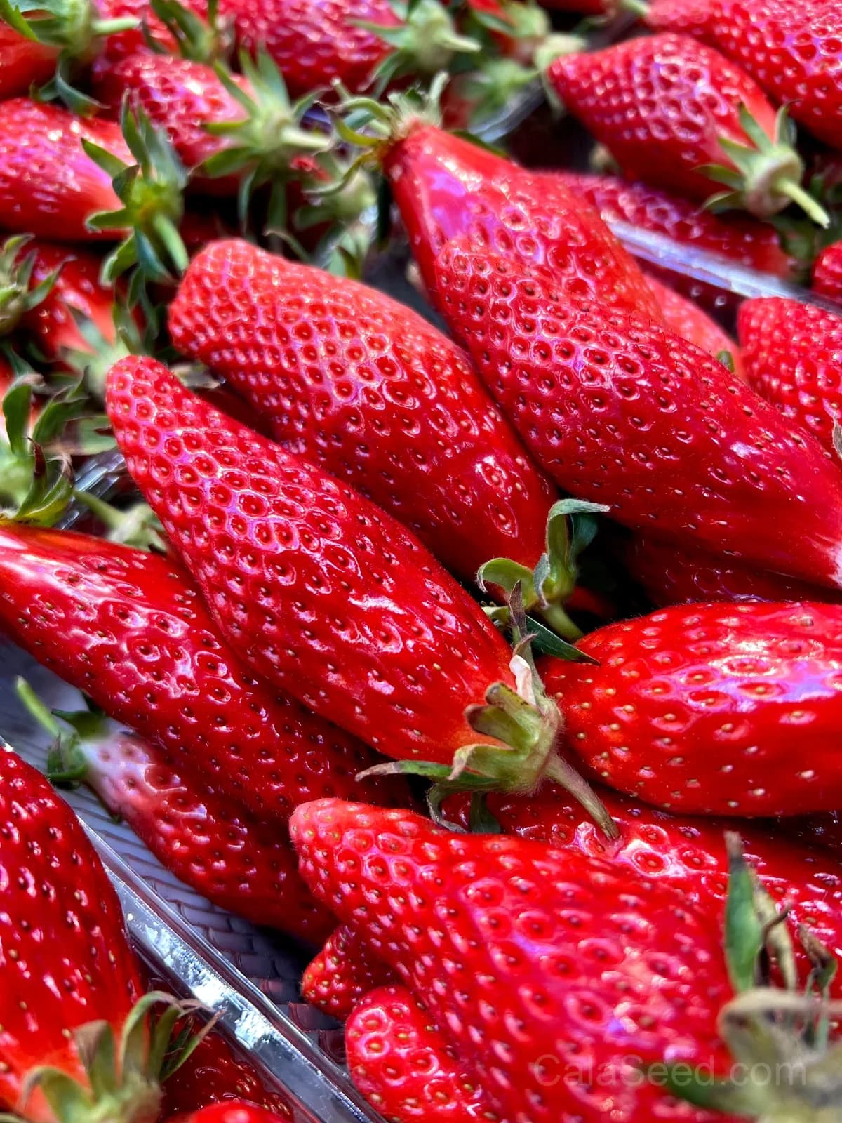 Banana Strawberry Seeds – Sweet, Fragrant, High Germination & Easy to Grow - View 4