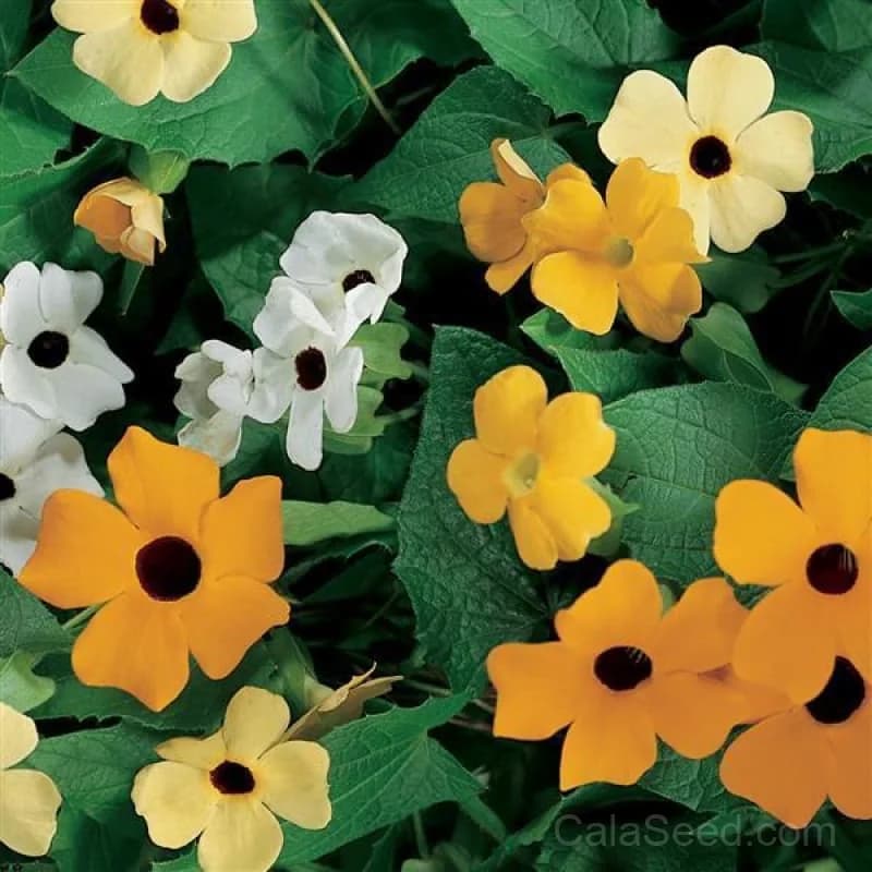 Susie Mix Thunbergia Seeds — Vibrant Flowering Vine - Main
