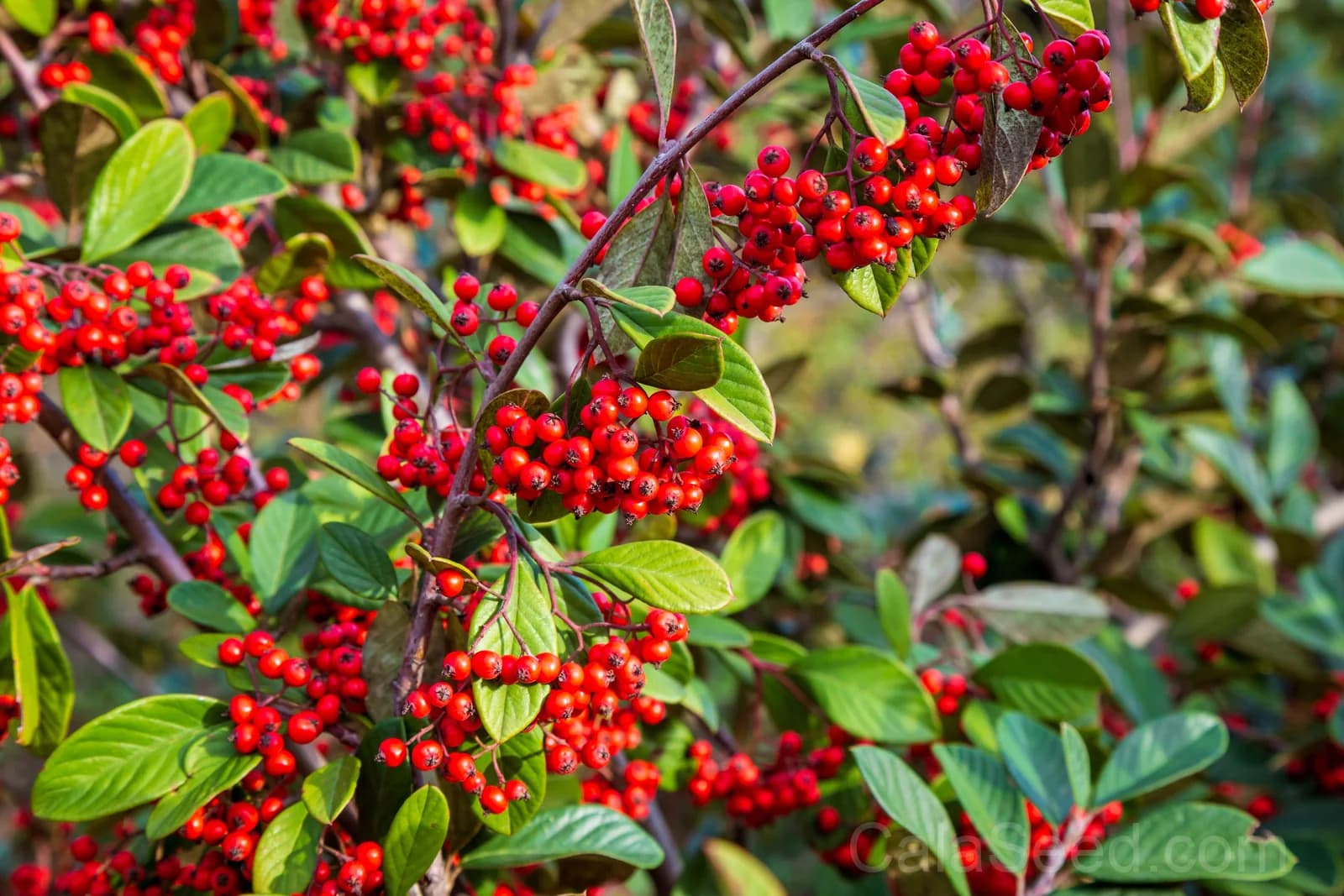 Silver Buffaloberry 'Shepherdia Argentea' Seeds — Native Red Berry Shrub - View 6