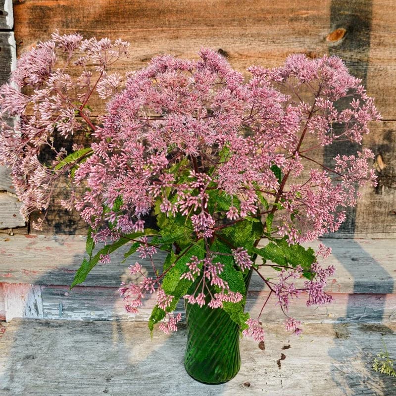 Joe Pye Weed Seeds — Native Perennial Butterfly Magnet - View 5
