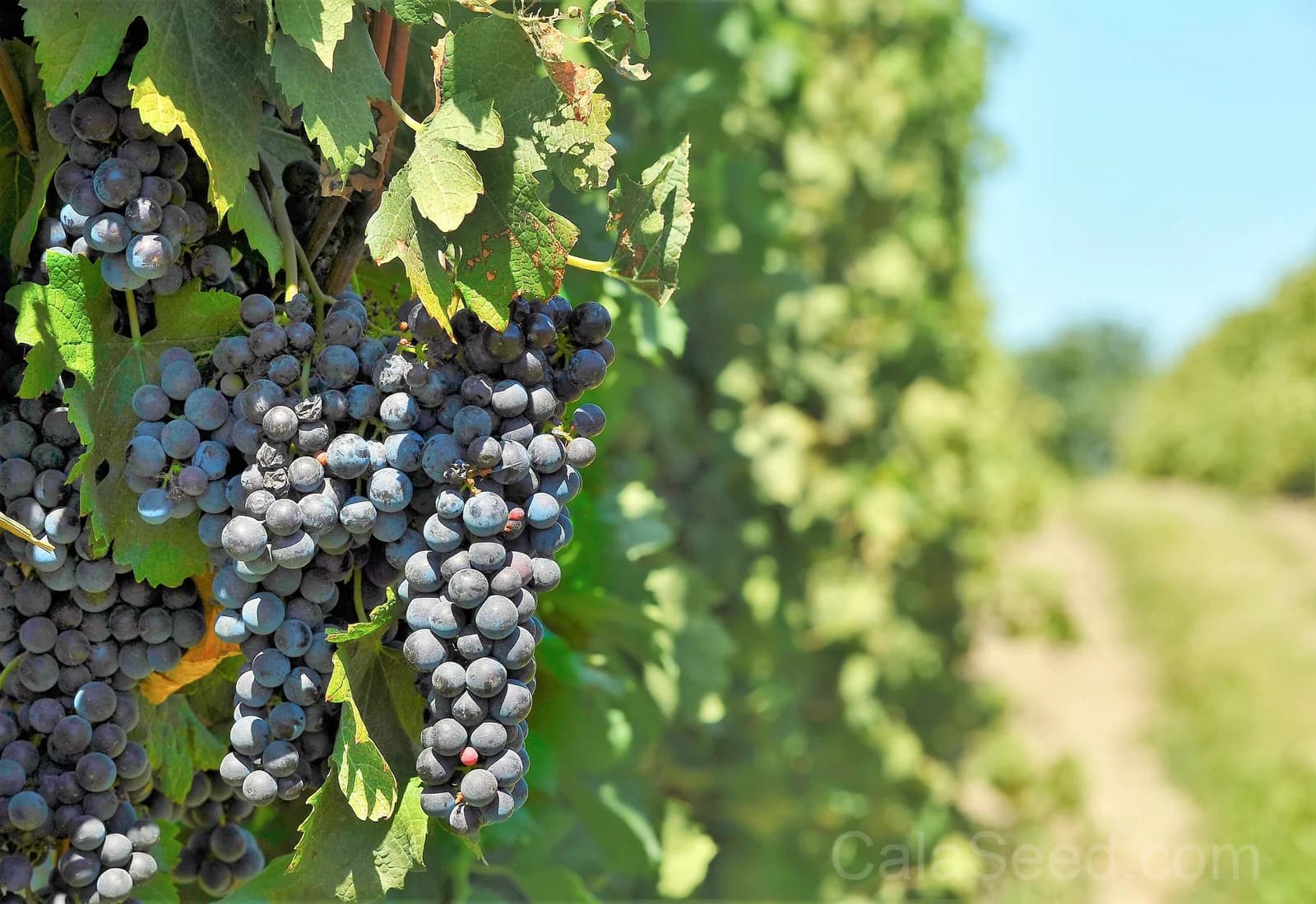 Concord Grape 'Purple' Seeds — Classic North American Vine - View 8