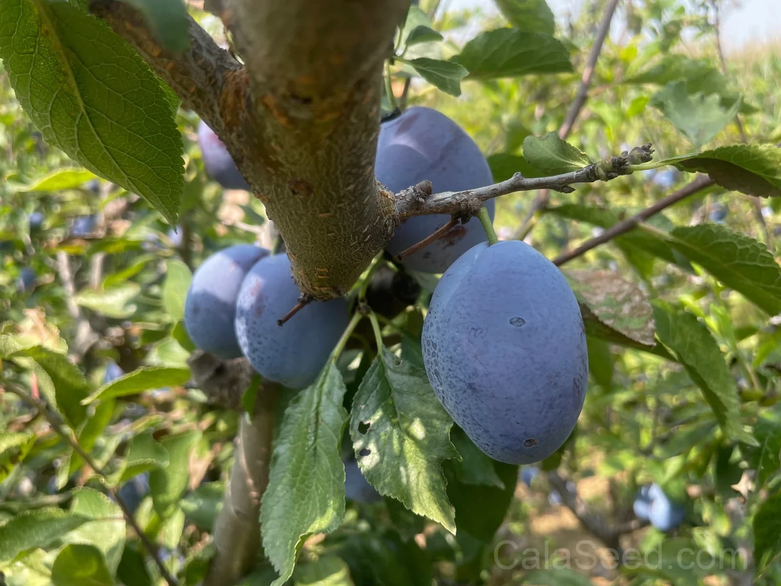 Damson Seeds — Classic Tart Plum for Preserves - Main