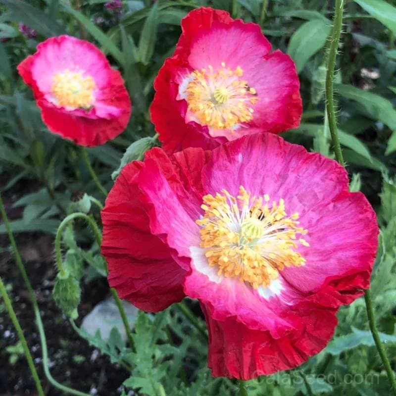 Shirley Double Mix Poppy Seeds — Ruffled Blooms in Mixed Colors - Main