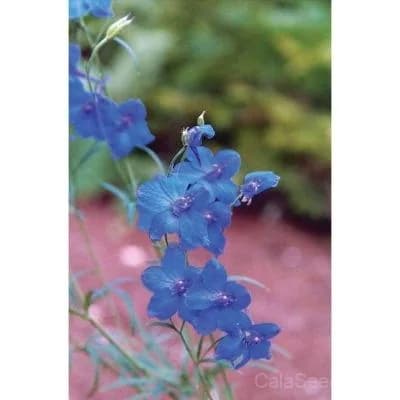 Summer Colors Dwarf Mix Delphinium Seeds — Compact Multicolor Blooms - View 2