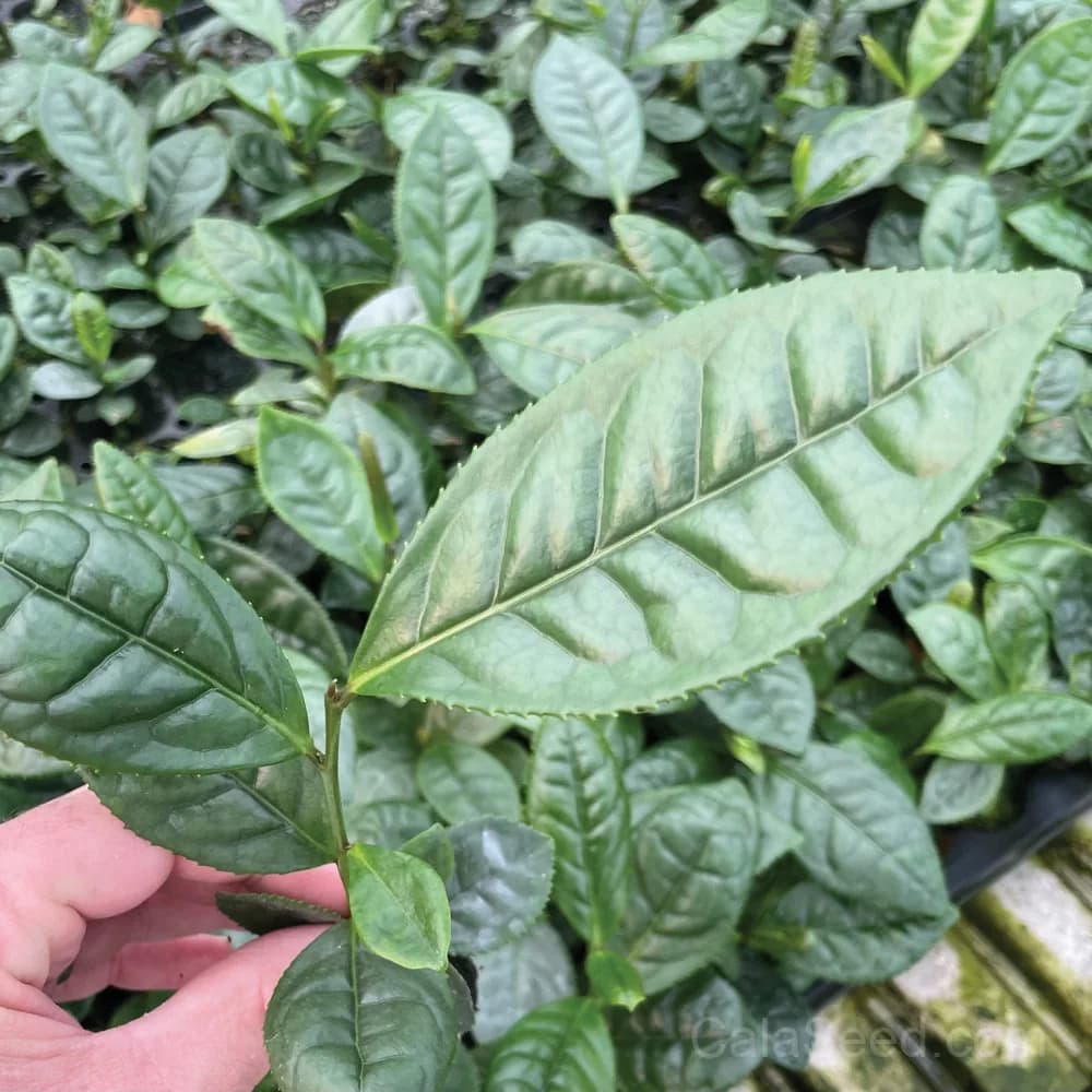 Large Leaf Tea Seeds — Premium Brewing Herb - Main