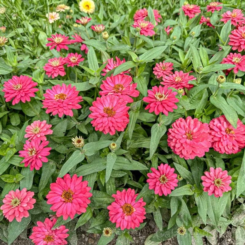 Zahara 'Double Salmon' Zinnia Seeds — Vibrant Salmon Blooms - View 3