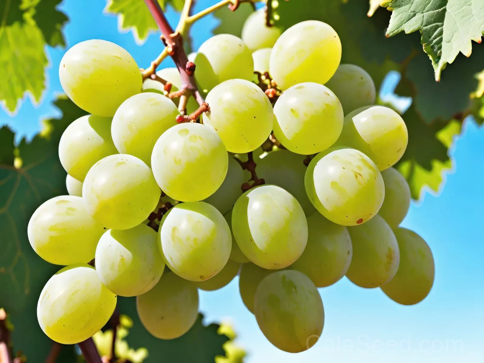 Green Dessert Grape 'Vitis Vinifera' Seeds — Sweet Table Fruit Vine - View 5