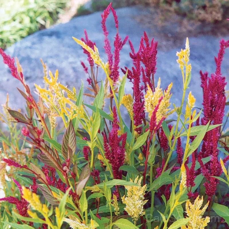 Pampas Plume Celosia Seeds — Feathery Plumes for Cutting Gardens - Alt