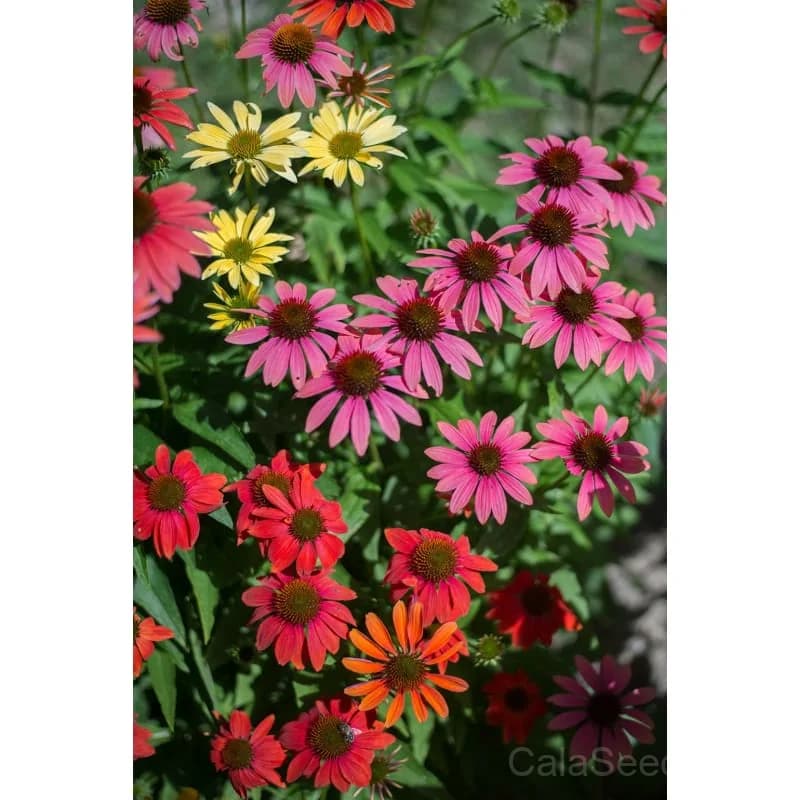 Cheyenne Spirit Echinacea Seeds — Vibrant Multicolor Coneflower - Alt