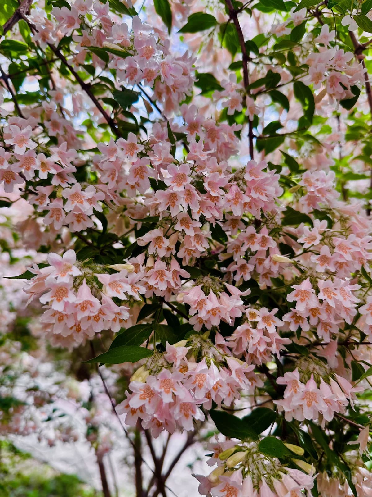 Beauty Bush 'Kolkwitzia Amabilis' Seeds — Pink & White Flowering Shrub - View 8