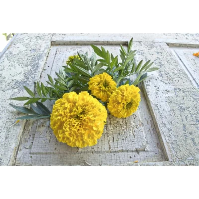 Marvel Yellow Marigold Seeds — Bright Annual Blooms - View 3
