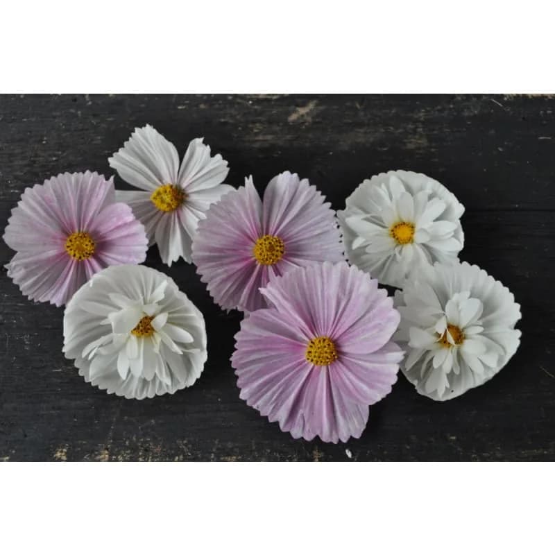 Cup and Saucers Mix Cosmos Seeds — Bicolor Blooms - Alt