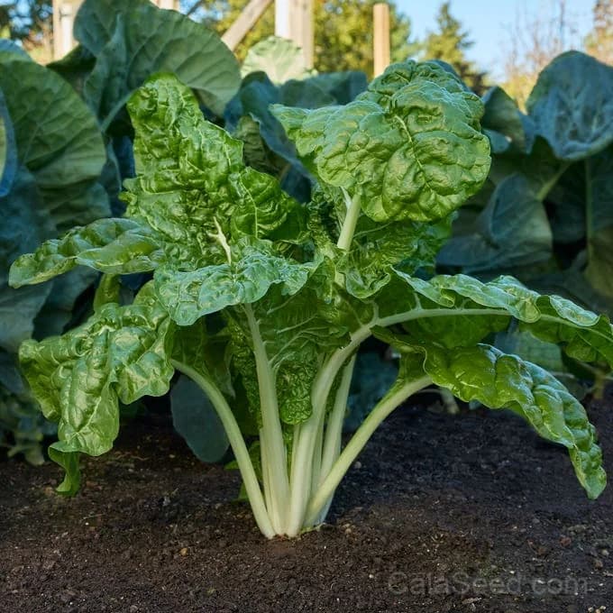 Fordhook Giant Swiss Chard Seeds — Large-Leaf Heat-Tolerant Greens - Alt