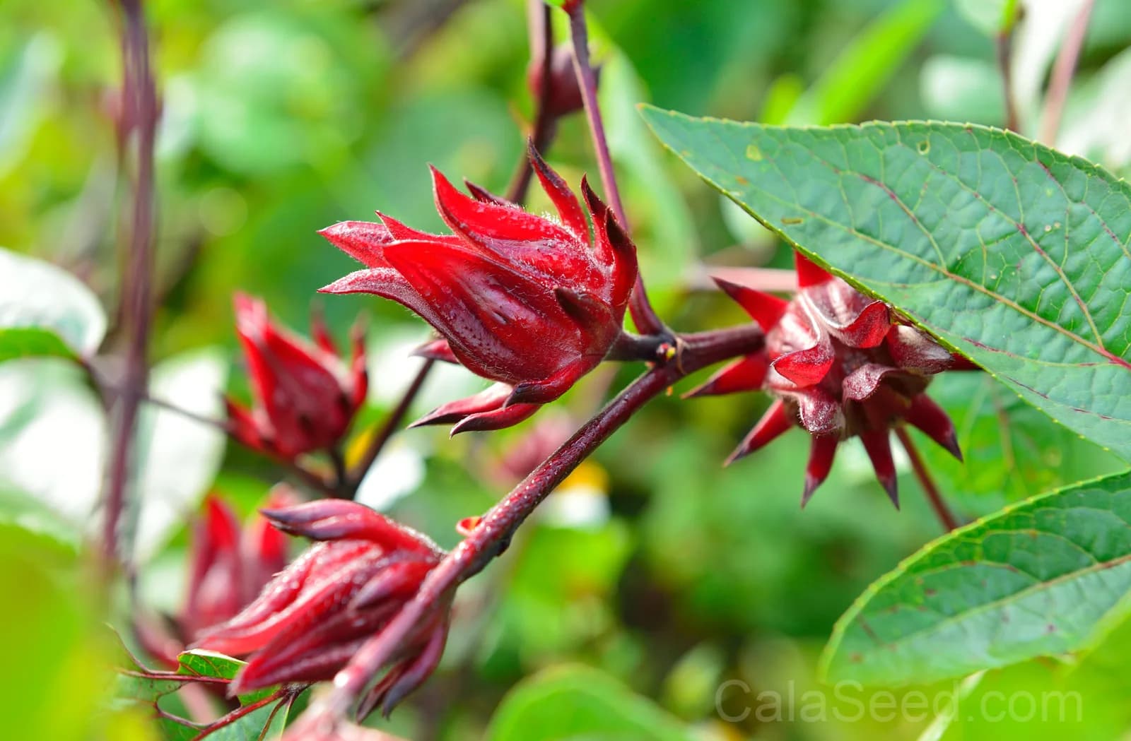 Roselle Hibiscus 'Sabdariffa' Seeds — Edible Red Calyces - View 6