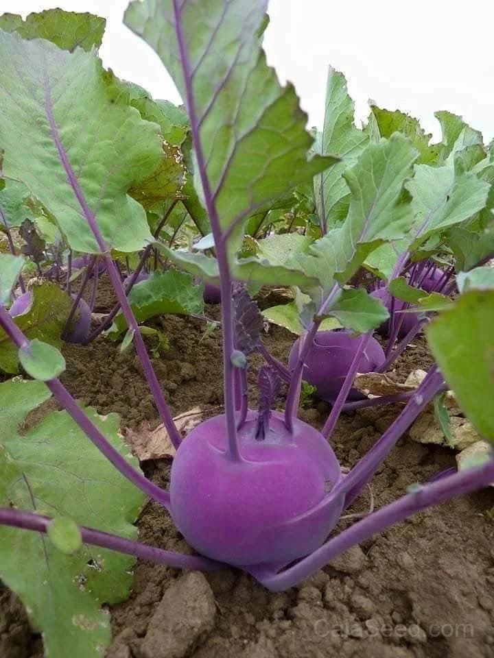 Purple Vienna Kohlrabi Seeds — Heirloom Organic Vegetable - View 3