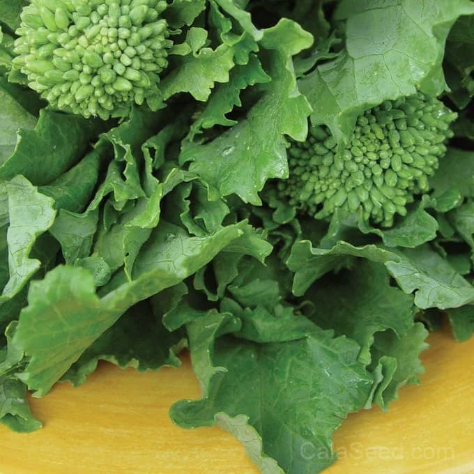Spring Broccoli Raab Seeds — Tender Sprouting Greens - View 4