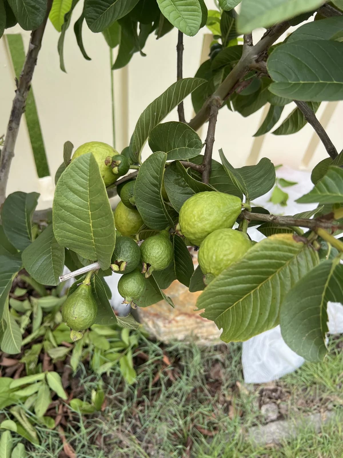 Guava Seeds — Sweet Tropical Fruit - Alt