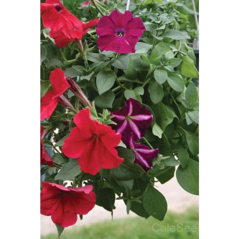 Hurrah Mix Petunia Seeds — Vibrant Annual Flower Blend - Alt