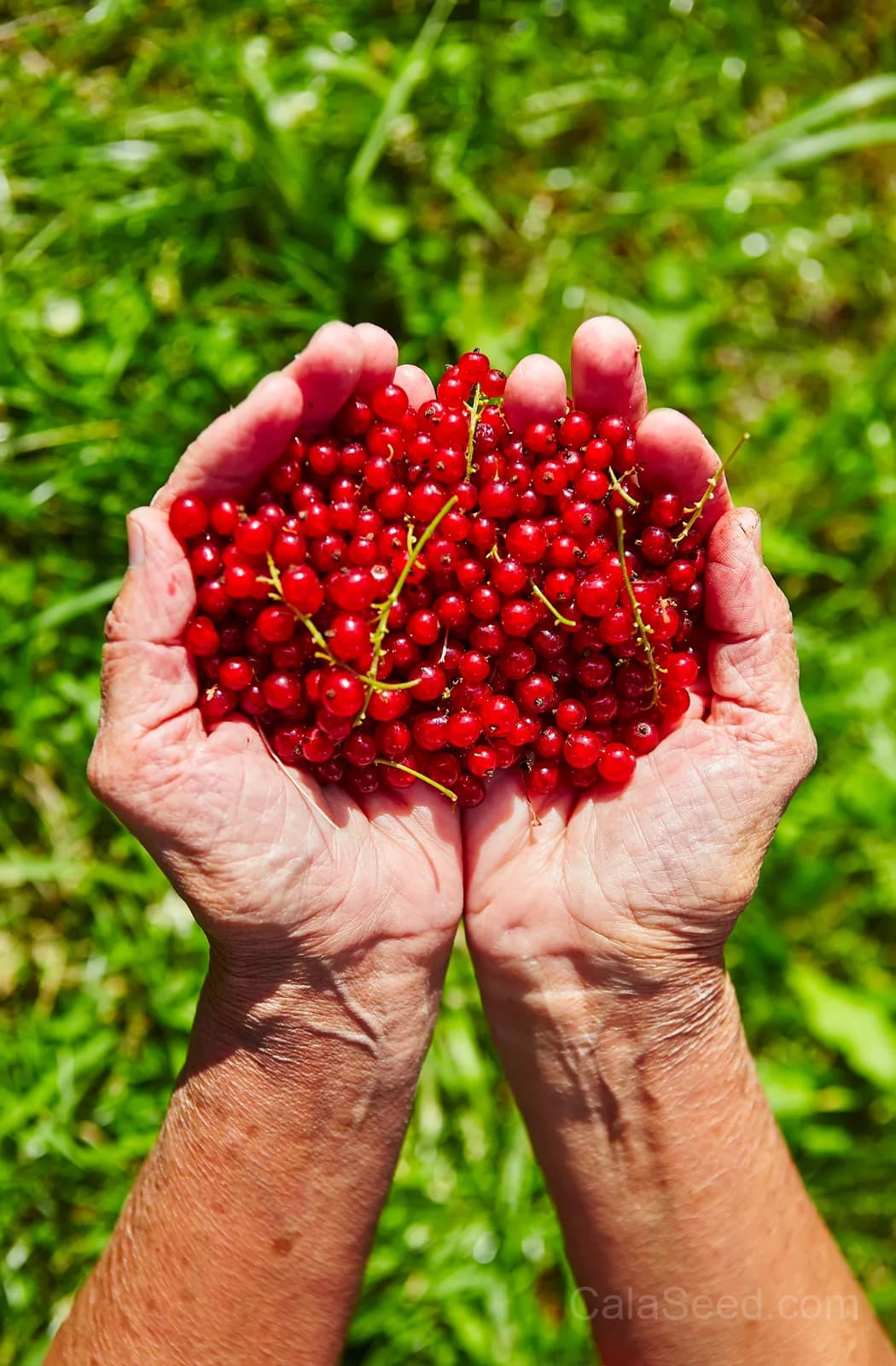 Red Wax Currant 'Ribes Cereum' Seeds — Edible Pink-Flowered Shrub - Alt