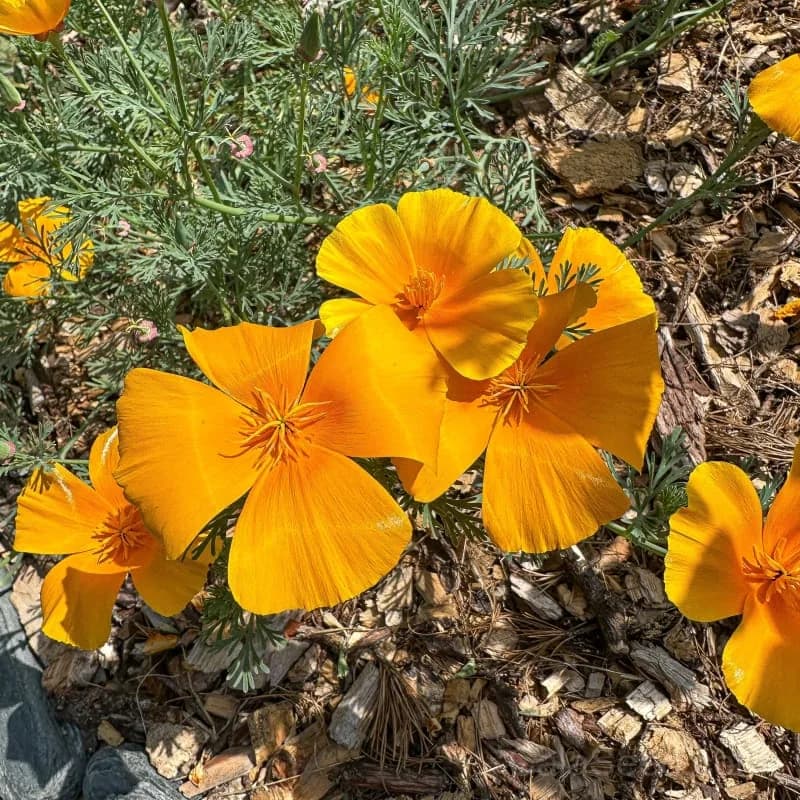 California Poppy Seeds — Native Wildflower Drought Tolerant - Main