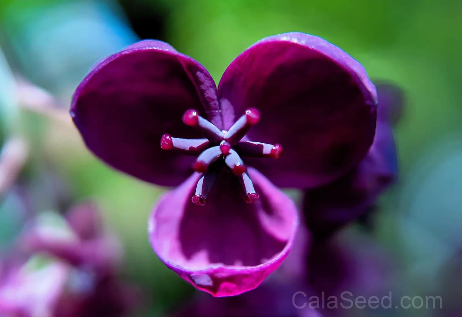 Chocolate Vine 'Akebia Trifoliata' Seeds — Edible Ornamental Climber - View 10