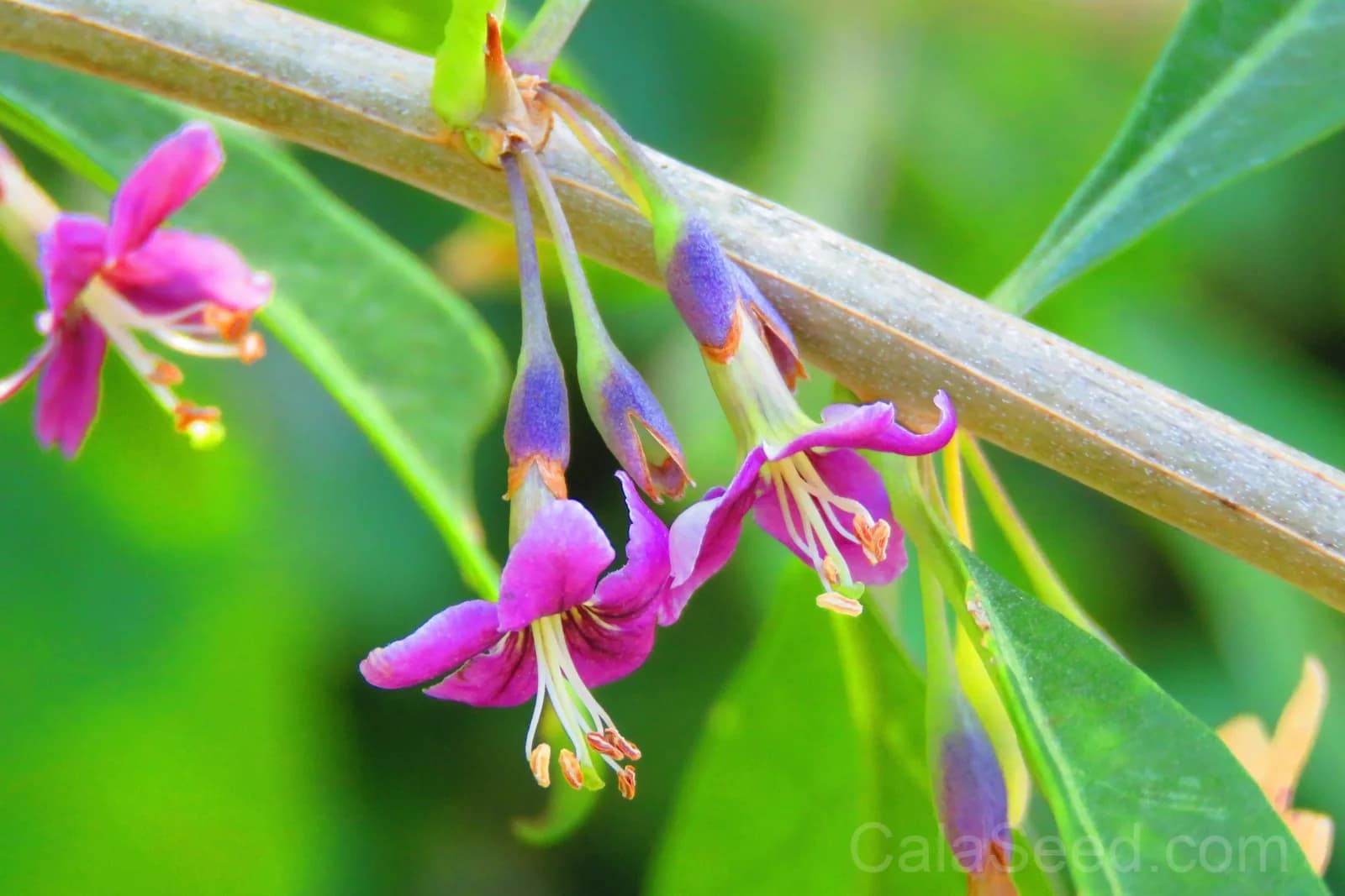 Himalayan Goji Berry 'Tibetan' Seeds — Antioxidant-Rich Superfruit - View 8