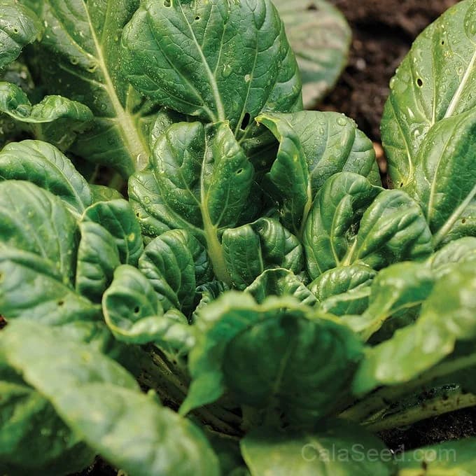 Tatsoi Mustard Seeds — Asian Salad Greens - Alt