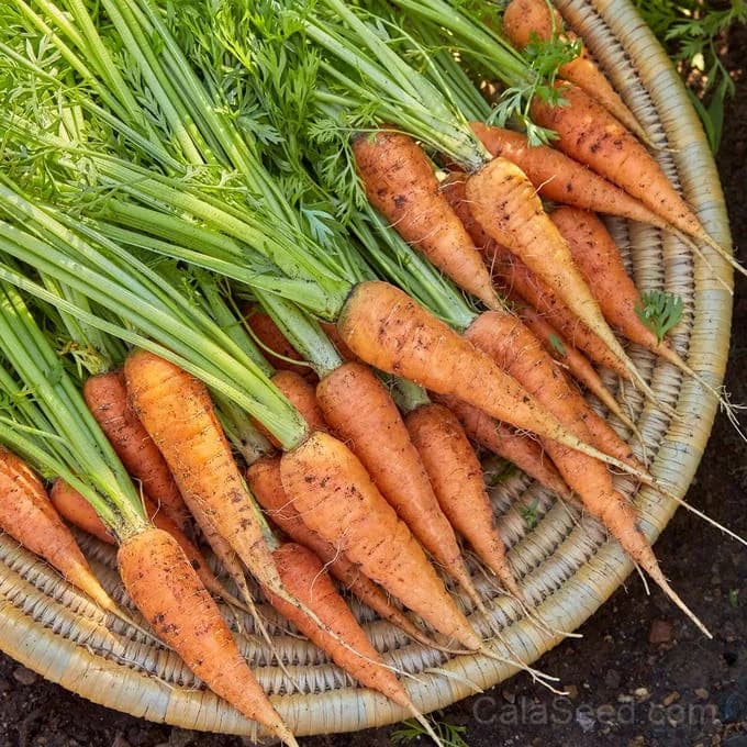 Danvers 126 Carrot Seeds — Classic Heirloom Root Vegetable - Alt