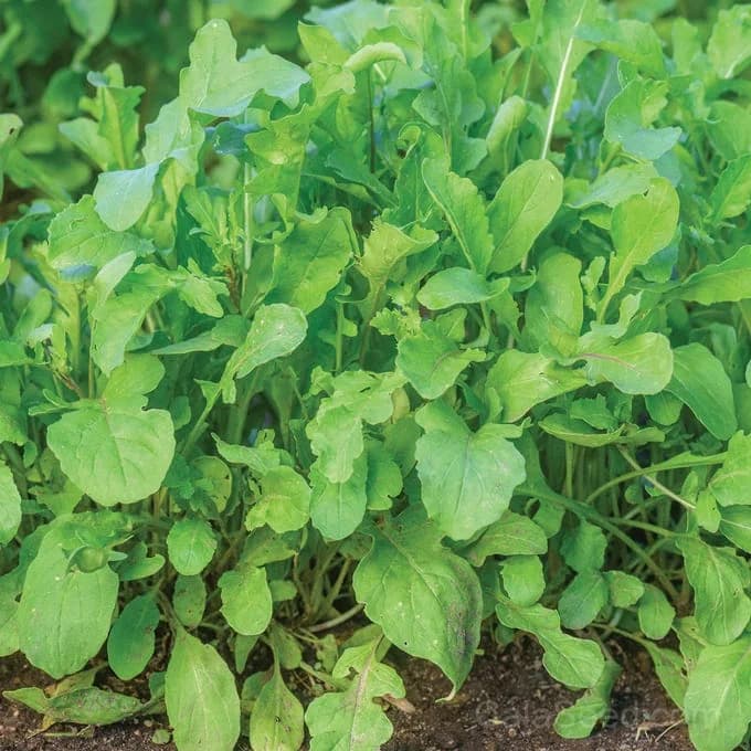Rocket 'Roquette' Arugula Seeds — Peppery Salad Green - Alt