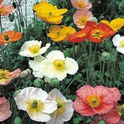 Champagne Bubbles Poppy Seeds — Prolific White Blooms - View 4
