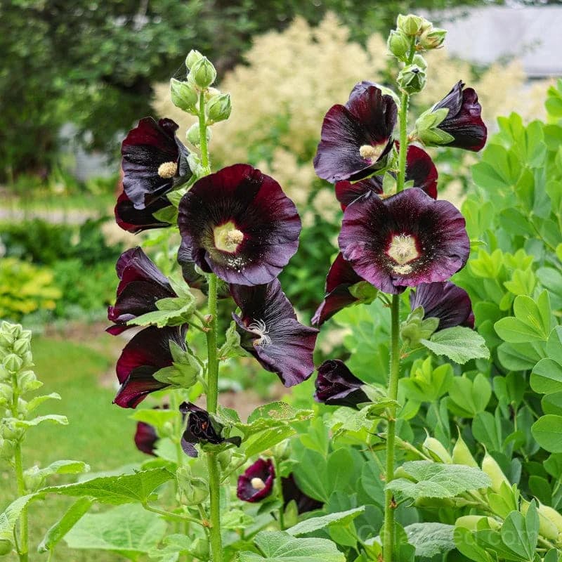 Jet Black Hollyhock Seeds — Dramatic Dark Blooms - View 1