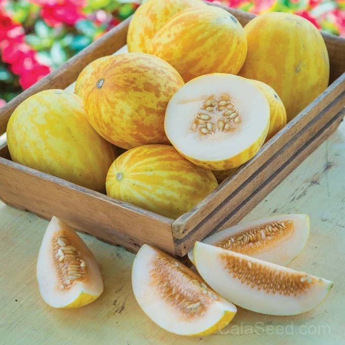 SuperBall Melon Seeds — Sweet Snack-Sized Fruit - Main