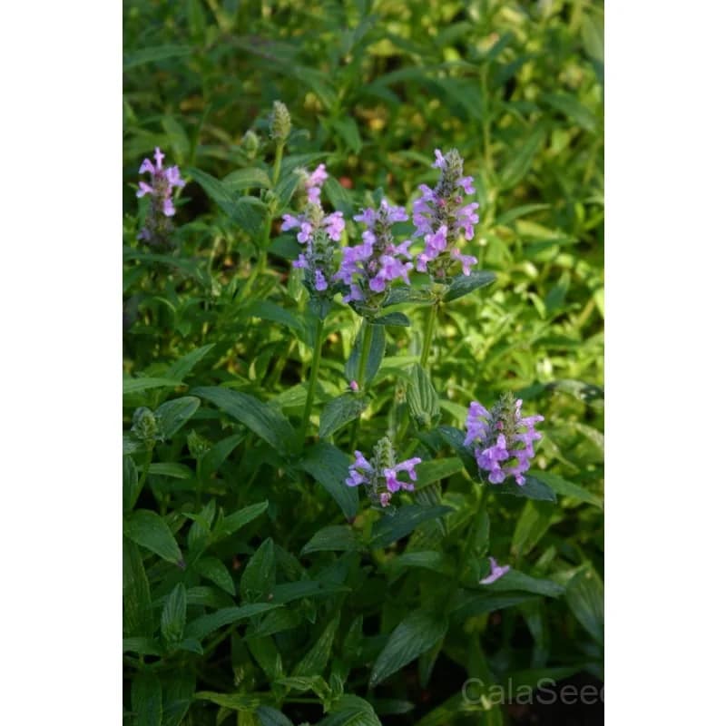 Pink Catmint Seeds — Fragrant Perennial Blooms - View 3