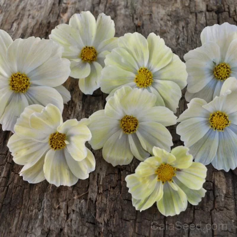 Yellow Cosmos Seeds — Bright Golden Annual Flowers - Alt