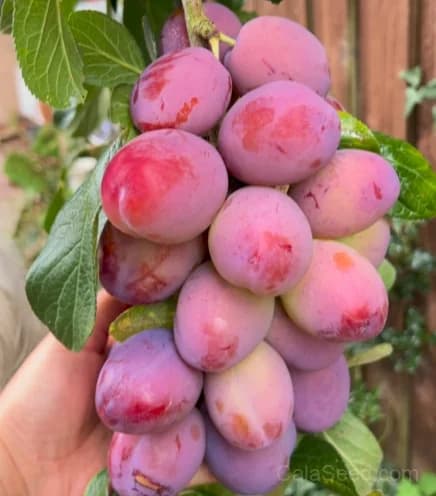 Victoria 'Plum' Plum Seeds — Sweet Heirloom Dessert Fruit - Main