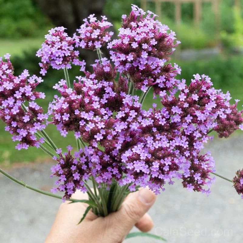 Verbena Bonariensis Seeds — Tall Purple Pollinator Magnet - View 1