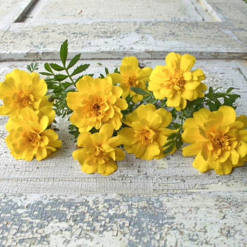 Safari Yellow Marigold Seeds — Bright Golden Blooms - Main