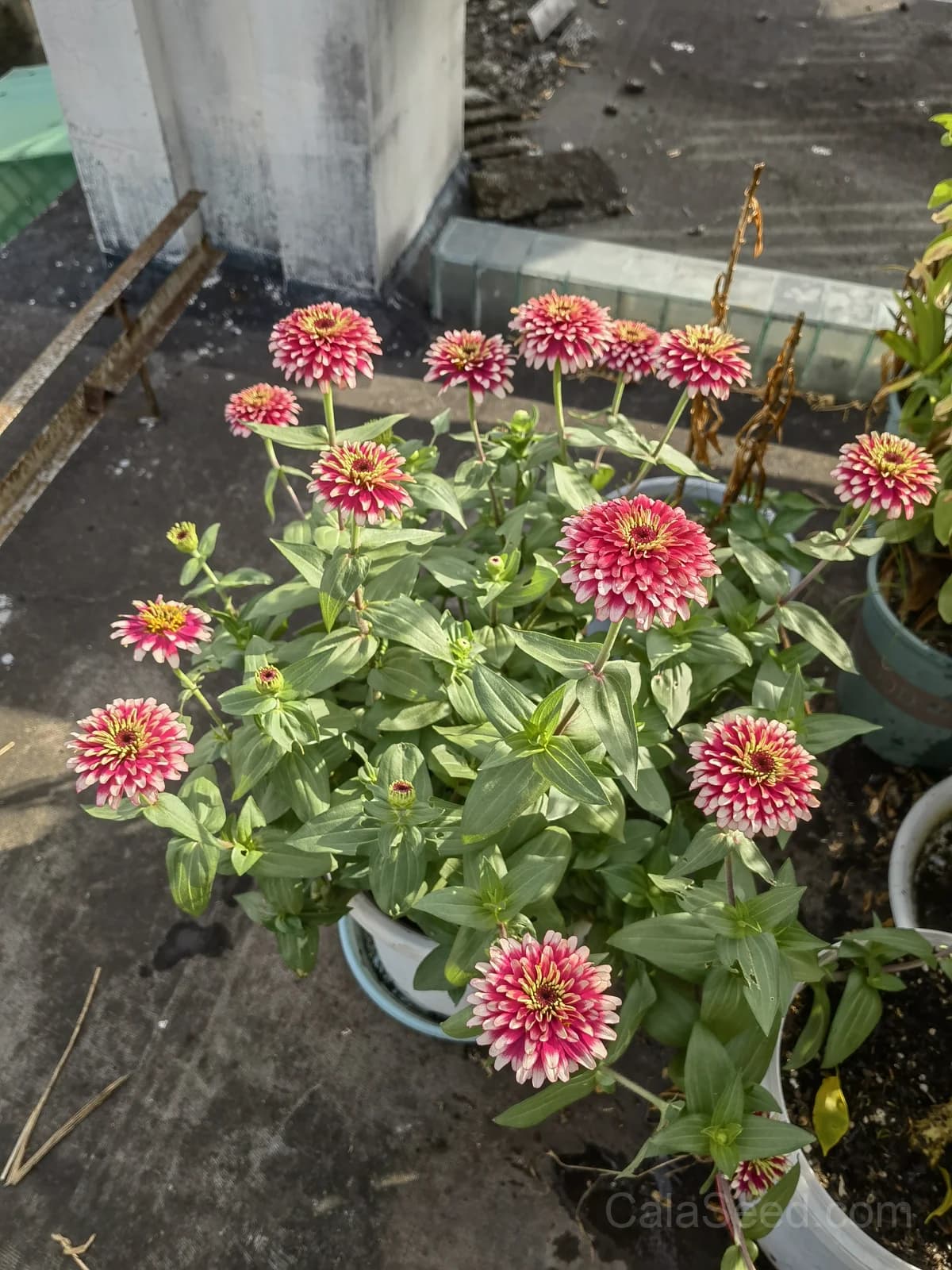Cherry & Ivory Swizzle Zinnia Seeds — Bicolor Heirloom Cut Flower - View 5